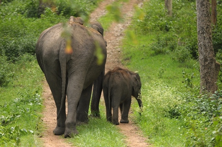 Mother and baby elephant walking in the forest