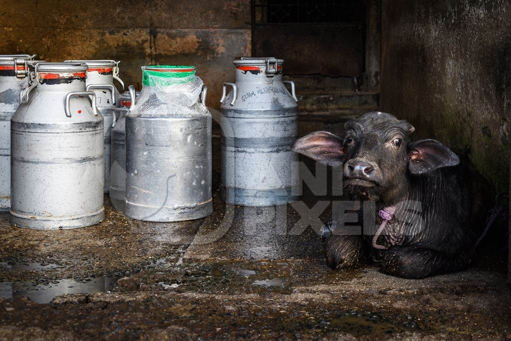 Indian buffalo calf tied up next to milk cans on an urban dairy farm or tabela, Aarey milk colony, Mumbai, India, 2023