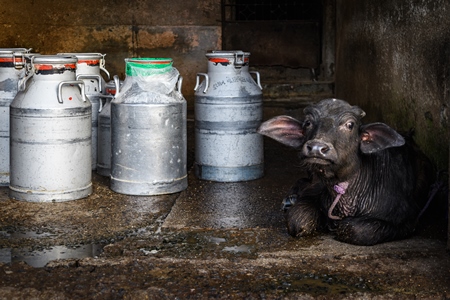 Indian buffalo calf tied up next to milk cans on an urban dairy farm or tabela, Aarey milk colony, Mumbai, India, 2023