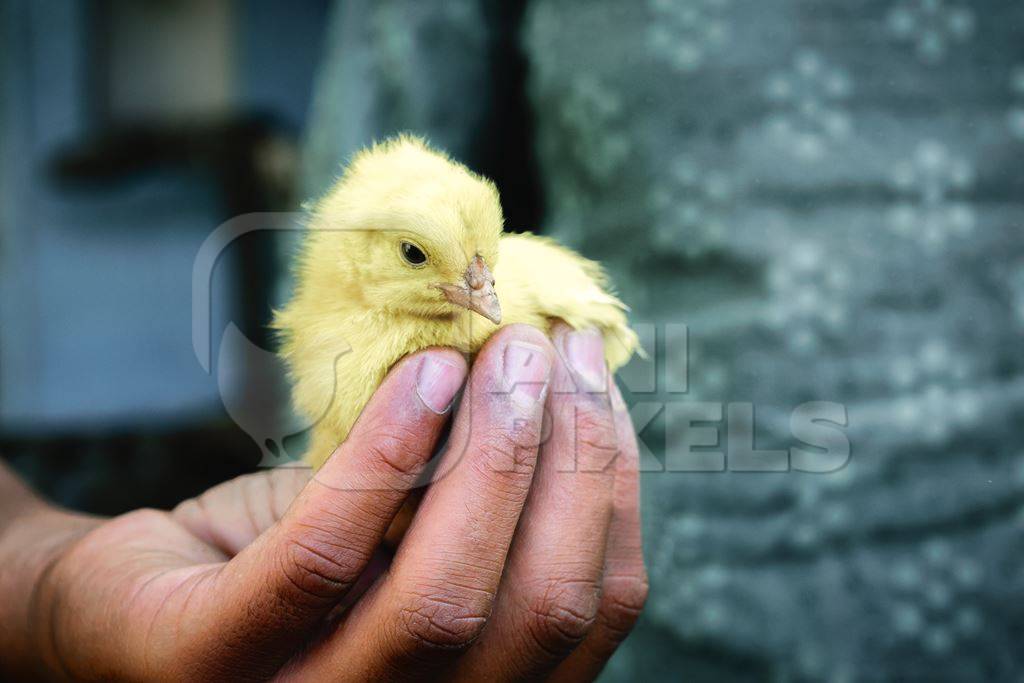 Small yellow artificially dyed yellow chick held in boy