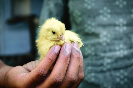 Small yellow artificially dyed yellow chick held in boy