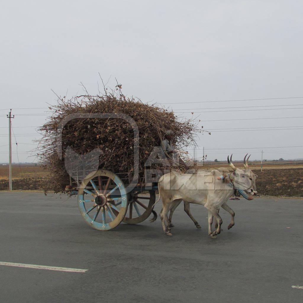 Bullocks pulling cart piled high on road