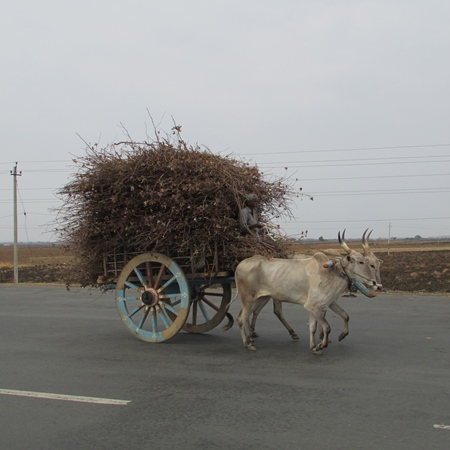 Bullocks pulling cart piled high on road