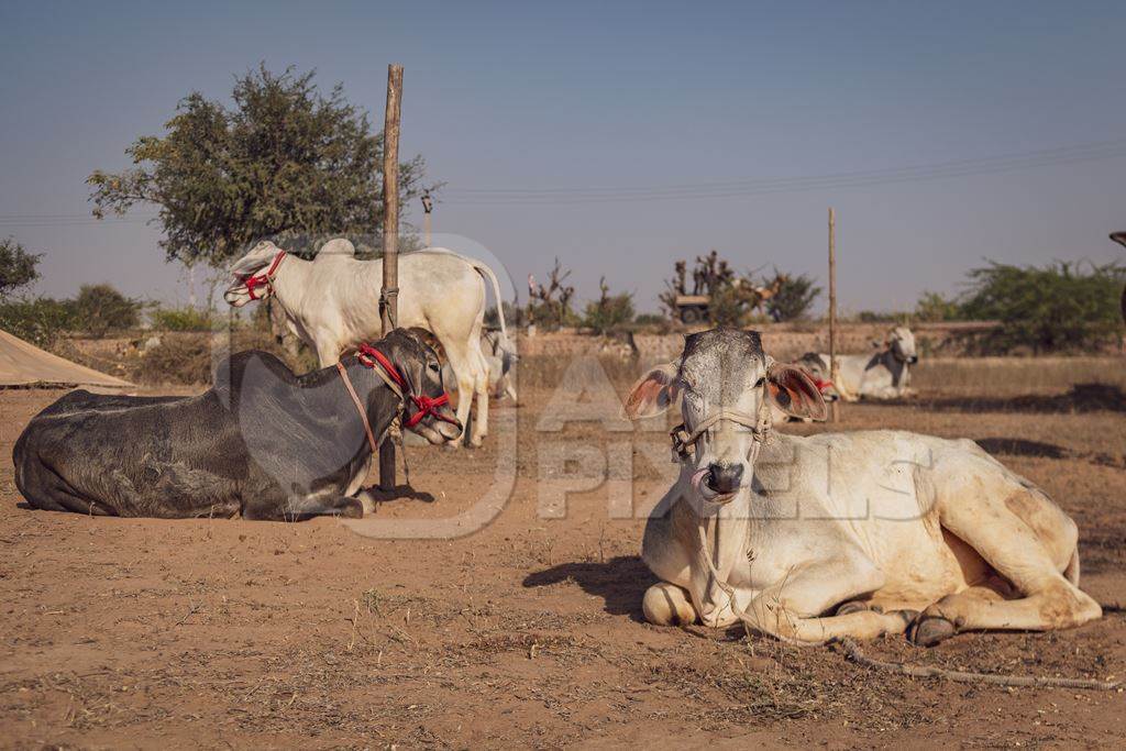 Indian cows or bullocks at Nagaur Cattle Fair, Nagaur, Rajasthan, India, 2022