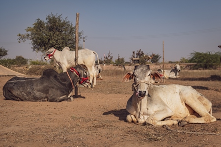 Indian cows or bullocks at Nagaur Cattle Fair, Nagaur, Rajasthan, India, 2022