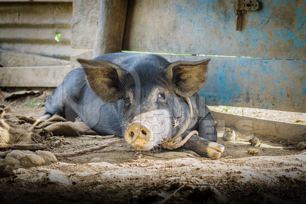 Pig in pig pen on rural farm in Manipur