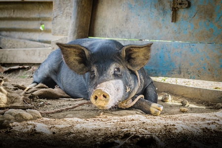 Pig in pig pen on rural farm in Manipur