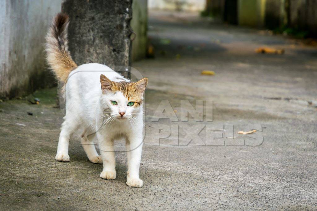 Street cat at Kochi fishing harbour in Kerala