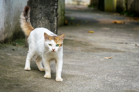 Street cat at Kochi fishing harbour in Kerala