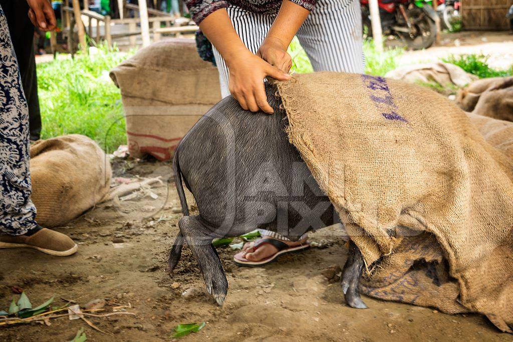 Pigs being put into sacks on sale for meat at the weekly animal market