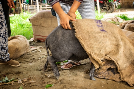 Pigs being put into sacks on sale for meat at the weekly animal market