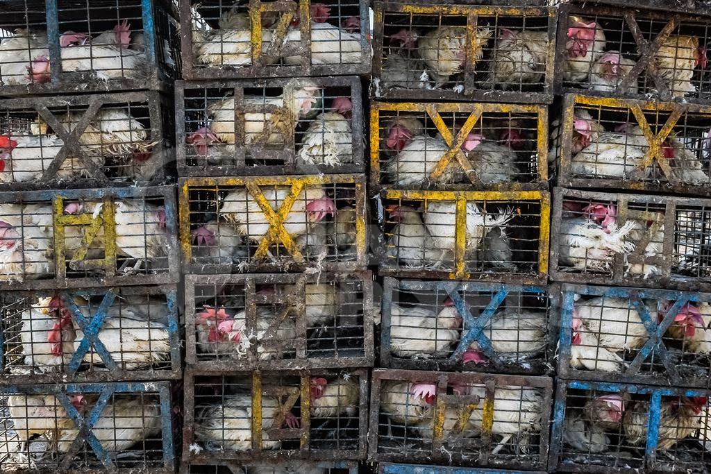 Stacks of Indian broiler chickens packed into small dirty cages or crates at Ghazipur murga mandi, Ghazipur, Delhi, India, 2022