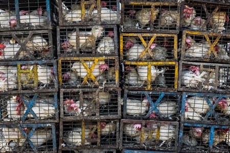 Stacks of Indian broiler chickens packed into small dirty cages or crates at Ghazipur murga mandi, Ghazipur, Delhi, India, 2022