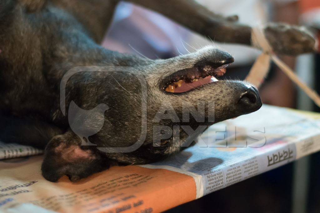 Unconscious dog having sterilisation surgery