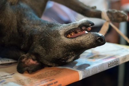 Unconscious dog having sterilisation surgery