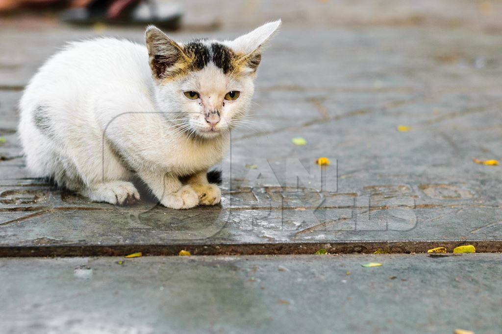 Small cute white street kitten sitting on grey pavement