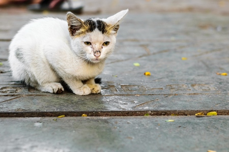 Small cute white street kitten sitting on grey pavement