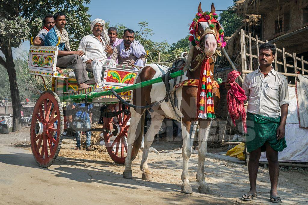 Brown and white horse in colourful headdress harness pulling cart