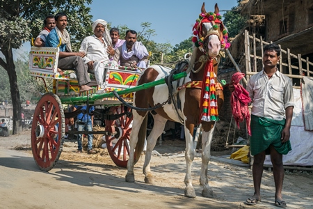 Brown and white horse in colourful headdress harness pulling cart