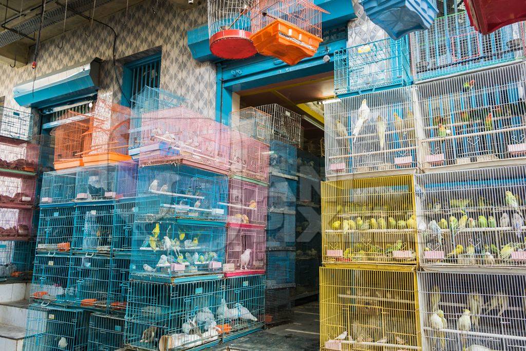 Cockatiels or budgerigars in cages on sale at Crawford pet market