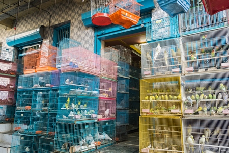 Cockatiels or budgerigars in cages on sale at Crawford pet market