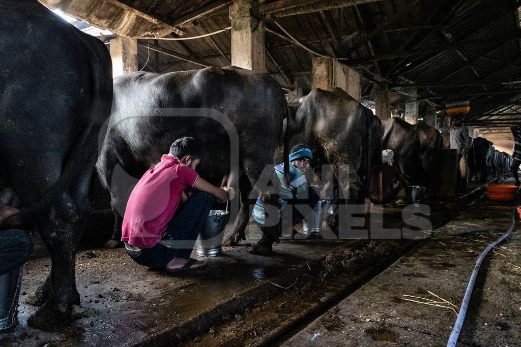 Workers milk Indian buffaloes by hand on an urban dairy farm or tabela, Aarey milk colony, Mumbai, India, 2023