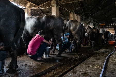 Workers milk Indian buffaloes by hand on an urban dairy farm or tabela, Aarey milk colony, Mumbai, India, 2023