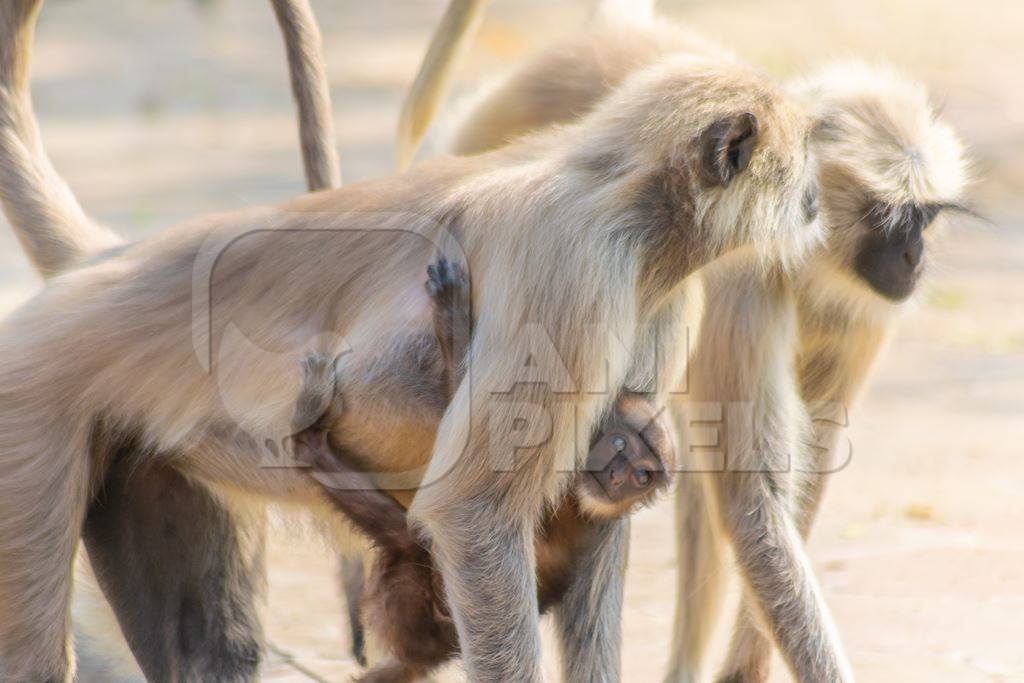 Indian gray or hanuman langur monkeys mothers with babies in Mandore Gardens in the city of Jodhpur in Rajasthan in India