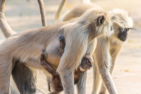 Indian gray or hanuman langur monkeys mothers with babies in Mandore Gardens in the city of Jodhpur in Rajasthan in India