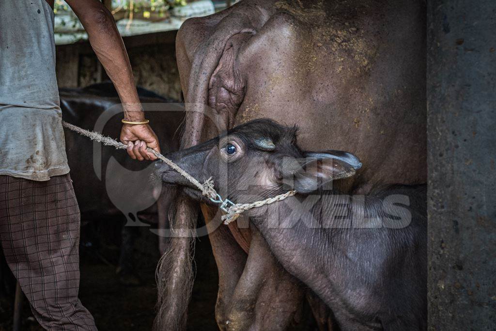 Indian buffalo calf being removed from her mother by worker at urban Indian buffalo dairy farm or tabela, Pune, Maharashtra, India, 2021