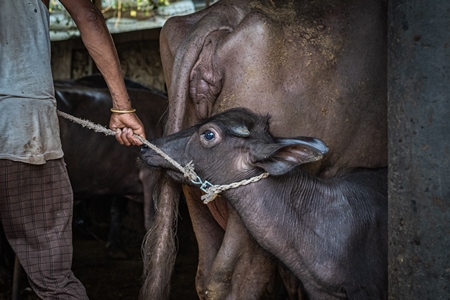 Indian buffalo calf being removed from her mother by worker at urban Indian buffalo dairy farm or tabela, Pune, Maharashtra, India, 2021