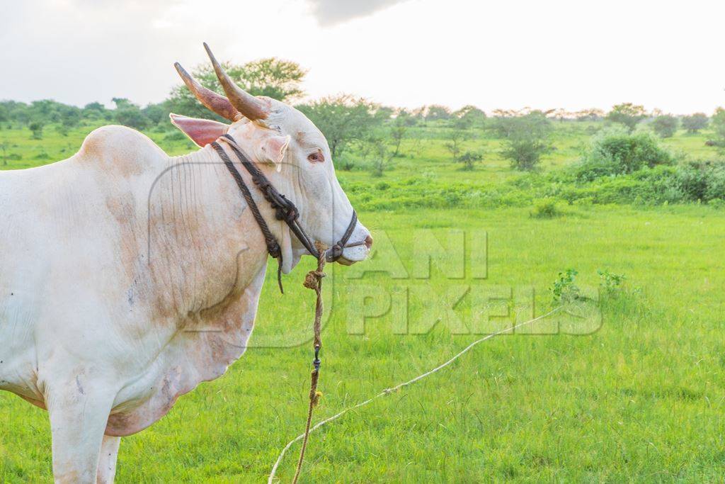 Indian cow or bullock in green field with blue sky background in Maharashtra in India