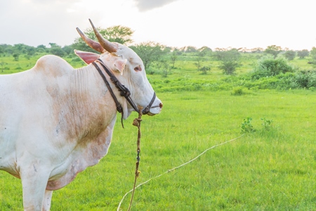 Indian cow or bullock in green field with blue sky background in Maharashtra in India