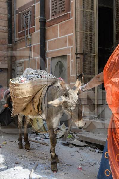 Working Indian donkey used for animal labour to carry construction materials, Jodhpur, India, 2022