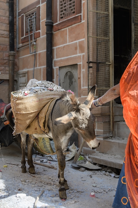 Working Indian donkey used for animal labour to carry construction materials, Jodhpur, India, 2022