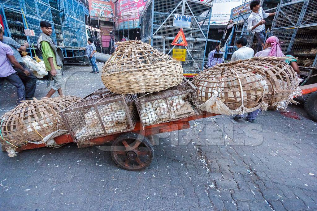 Broiler chickens raised for meat being unloaded from transport trucks near Crawford meat market in Mumbai