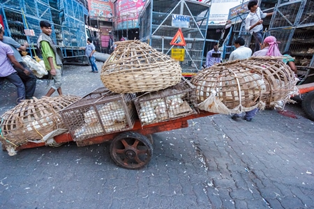 Broiler chickens raised for meat being unloaded from transport trucks near Crawford meat market in Mumbai