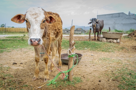 Indian cow calf and Indian buffalo tied up on a dairy farm in a field in a rural village, India, 2016