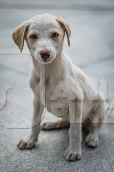 Stray cute street puppy dog on road