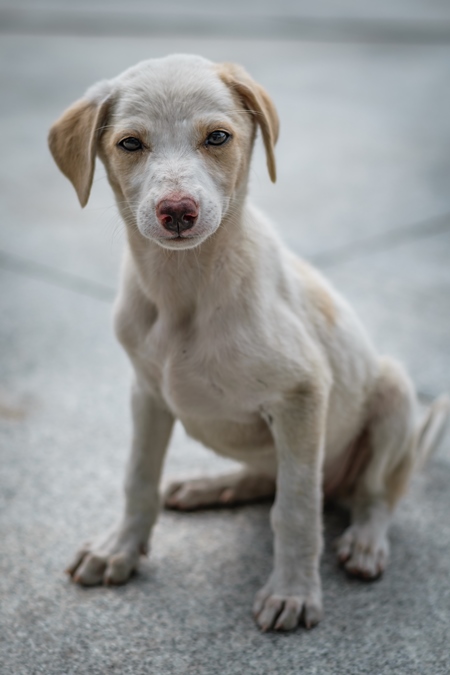 Stray cute street puppy dog on road