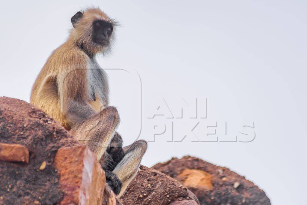 Indian gray or hanuman langur monkey in the wild in Rajasthan in India