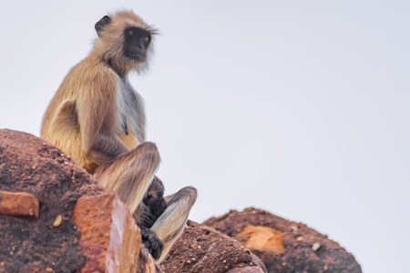 Indian gray or hanuman langur monkey in the wild in Rajasthan in India