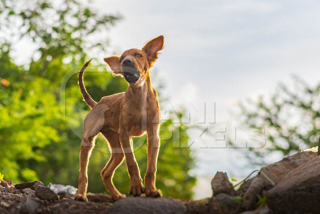 Indian stray or street puppy dog in urban city in Maharashtra, India, 2021