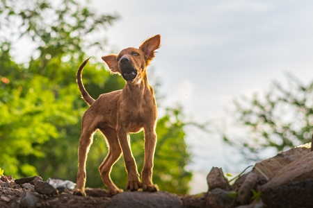 Indian stray or street puppy dog in urban city in Maharashtra, India, 2021