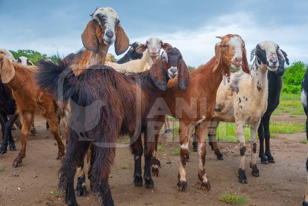 Herd of Indian goats and sheep  in field in Maharashtra in India