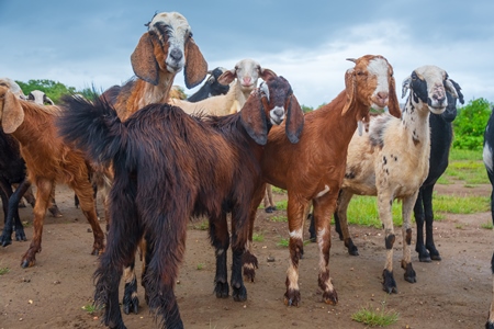 Herd of Indian goats and sheep  in field in Maharashtra in India