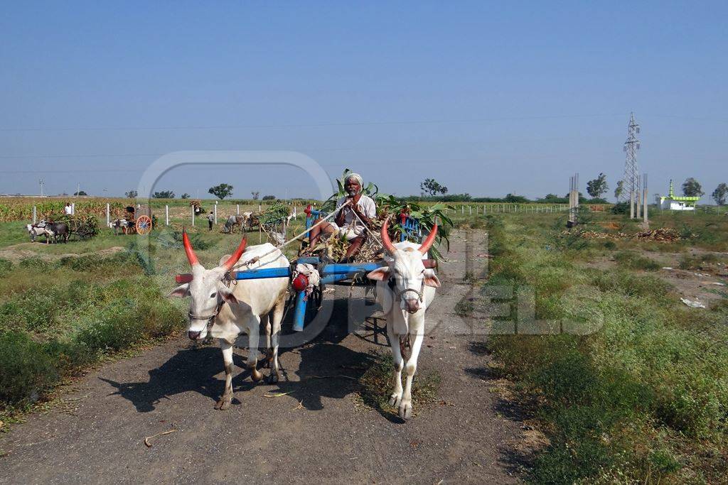 Bullocks with painted horns pulling cart with man and sugar cane in Karnataka