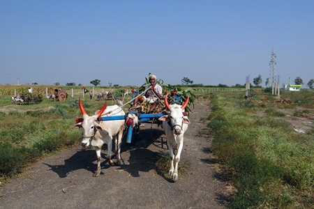 Bullocks with painted horns pulling cart with man and sugar cane in Karnataka
