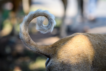 Indian street dog or stray pariah dog with curly tail, India, 2022