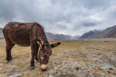 Donkeys grazing near Pangong Lake in Ladakh in the Himalayas, India